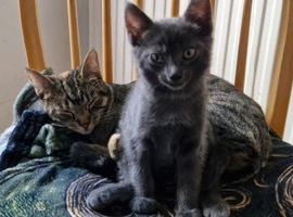 Zorro
