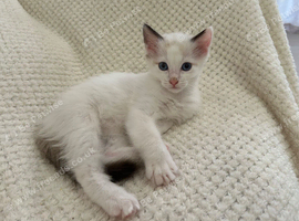Lilac Bicolour Ragdoll Male Ready Now