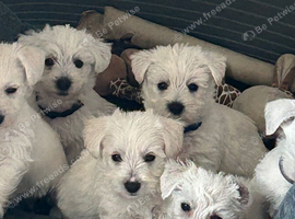 Beautiful Westiepoo pups
