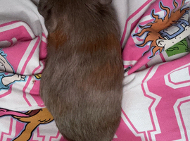 2 female guinea pigs