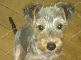 Yorkshire terrier pupp