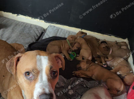 4 Mastiff x Staffy puppies available