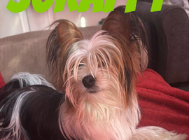 Biewer terrier Expected litter born in June