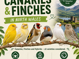 Wanted or Rehoming Canaries & Finches