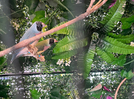 Colony of gouldians for sale
