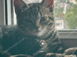 Tabby kitten