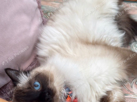 Ragdoll mixed kittens