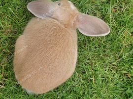 Female Bunny