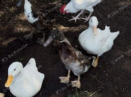 Indian runner ducks