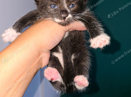 3 Kittens ready 19th Aug