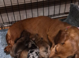 Shorthaired miniture dachshund