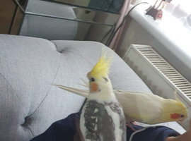 TWO FULLY ADORABLE HAND TAMED COCKATIELS FOR SALE