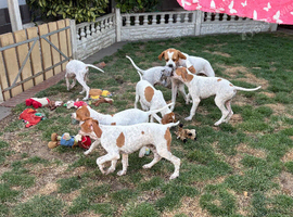 Gorgeous Pointer puppies looking for new homes