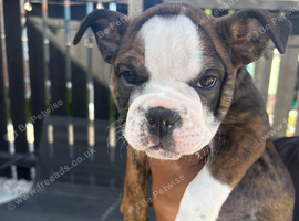 ENGLISH BULLDOG PUPPIES!