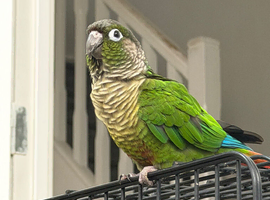 Tame conures