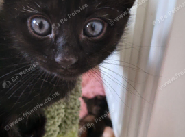 Little black girl