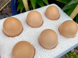 Fertile hatching eggs - lots of breeds