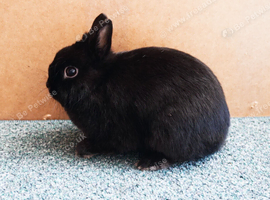 Pure Breed Netherland Dwarf Doe