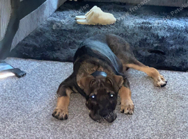 Cane Corso / Blue Shepherd