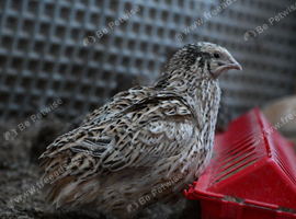 10 Jambo Quails (Male)