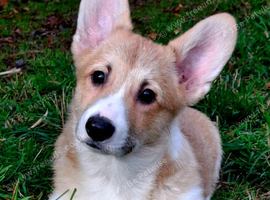KC registered 1 bobtailed male puppy.