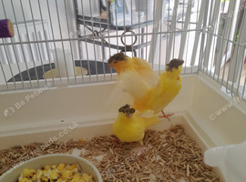 Glous/Norwich baby canaries including cage
