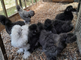 USA  bantams  silkle  cocks