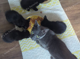 4 black fluffy kittens for sale