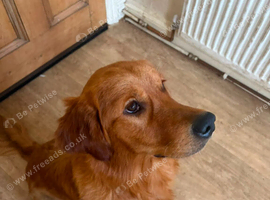 Fox red female retriever 10 months old female