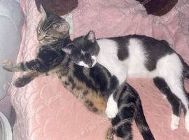 Cats for sale