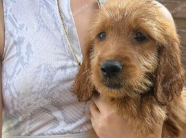 6 beautiful goldendoodles