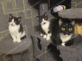 Coondoll X DSH kittens