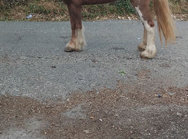 Chestnut filly