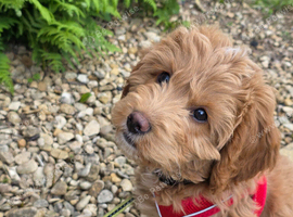 Cockapoo F2 girl