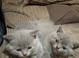 British Shorthair kittens
