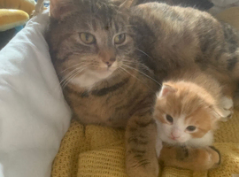 1 Ginger and white male ready now