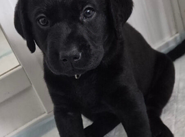 Beautiful KC Labrador Puppies