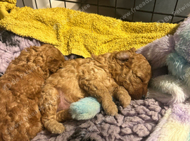 Stunning 100% tiny toy poodles