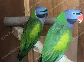 Pair of derbyans