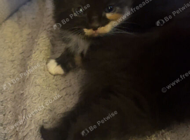 Fluffy mixed kittens for sale