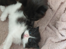 Veey beauriful kittens