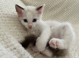 Lilac Bicolour Ragdoll Male Ready Now