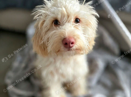 Female cockapoo