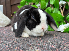Mini Plush Lops