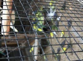 Cockatiels and budgies for sale.
