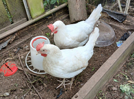 Leghorns for sale