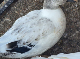 Duckling of different ages available