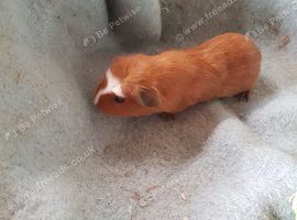 Female baby Guinea pig