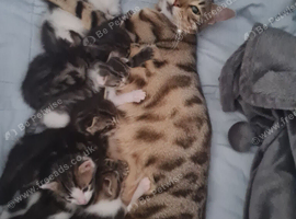 6 adorable kittens