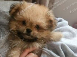 Shiranian puppies looking for there forever home
